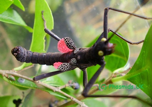 Black-and-Red Stick Insect, Phasmid